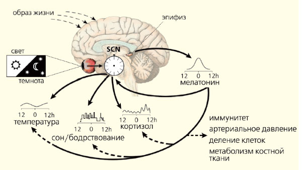 Рис. 3. Синхронизация биоритмов (изображение: «Природа»)