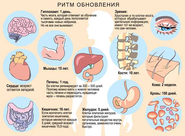 Разные органы и ткани человека обновляются с разной скоростью, и потому можно сказать, что имеют разный возраст  (изображение: «Наука и жизнь»)