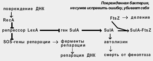 Поврежденная бактерия, не сумев исправить ошибку, убивает себя