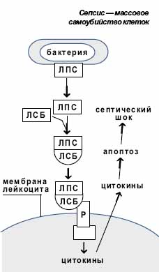 Сепсис — массовое самоубийство клеток